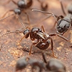 Maroko - mravenčí hosté