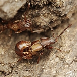 Mravenčí spolubydlící
