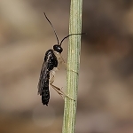 Lumčíci - parazité mravenců