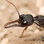 Jedovatí mravenci Austrálie