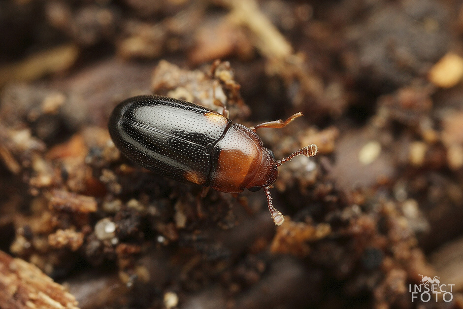 Dacne bipustulata (Erotylidae)