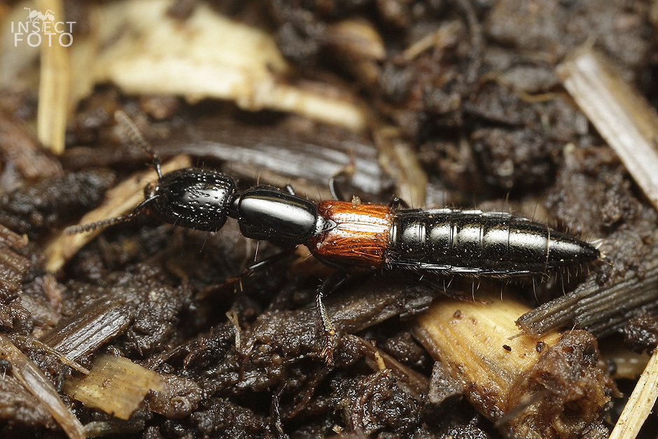 Gauropterus fulgidus (Staphylinidae)