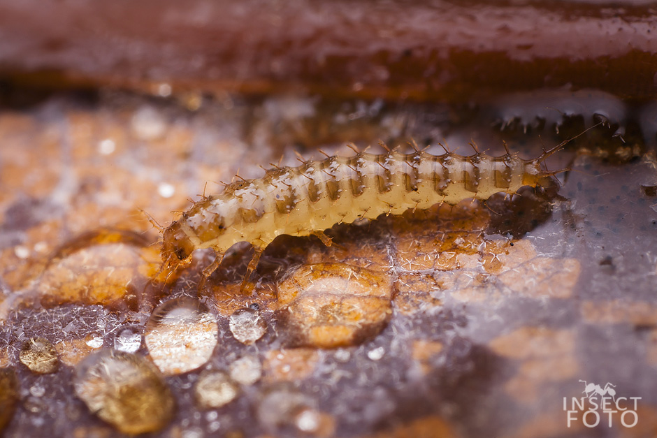 Larva v lesní hrabance