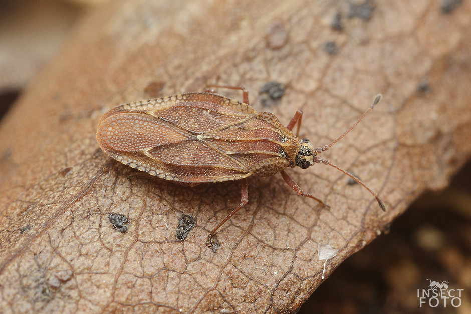 Physatocheila dumetorum (Heteroptera)