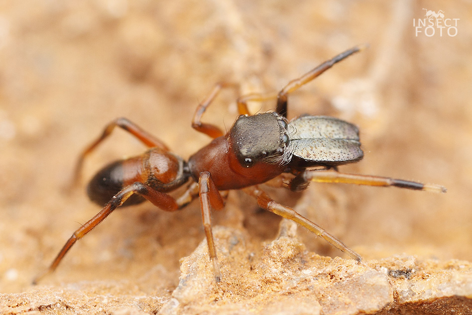  Skákavka mravenčí (Myrmarachne formicaria)
