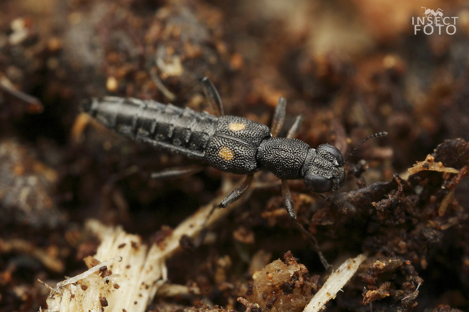 Stenus bimaculatus (Staphylinidae)