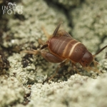 Cvrčík mravenčí (Myrmecophila acervorum)...