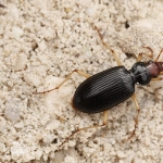 Nebria picicornis - velikost 11 mm