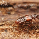Plectophloeus fischeri - velikost 2 mm