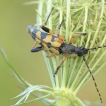 Tesařík skvrnitý (Rutpela maculata) -...